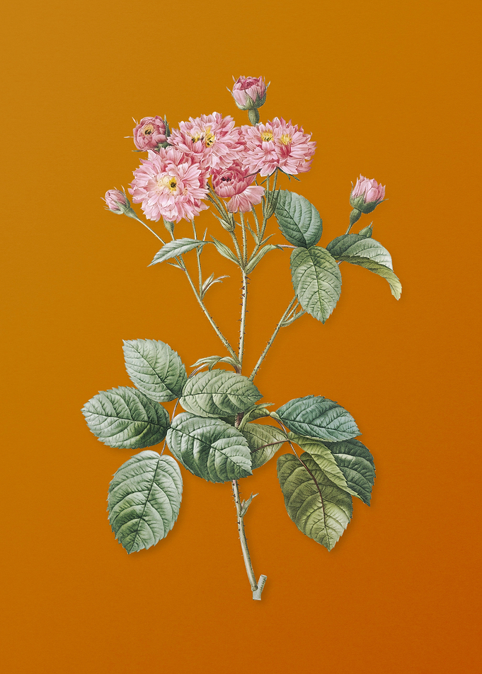 Vintage Pink Rosebush
