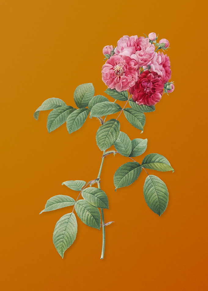 Seven Sisters Roses Flower
