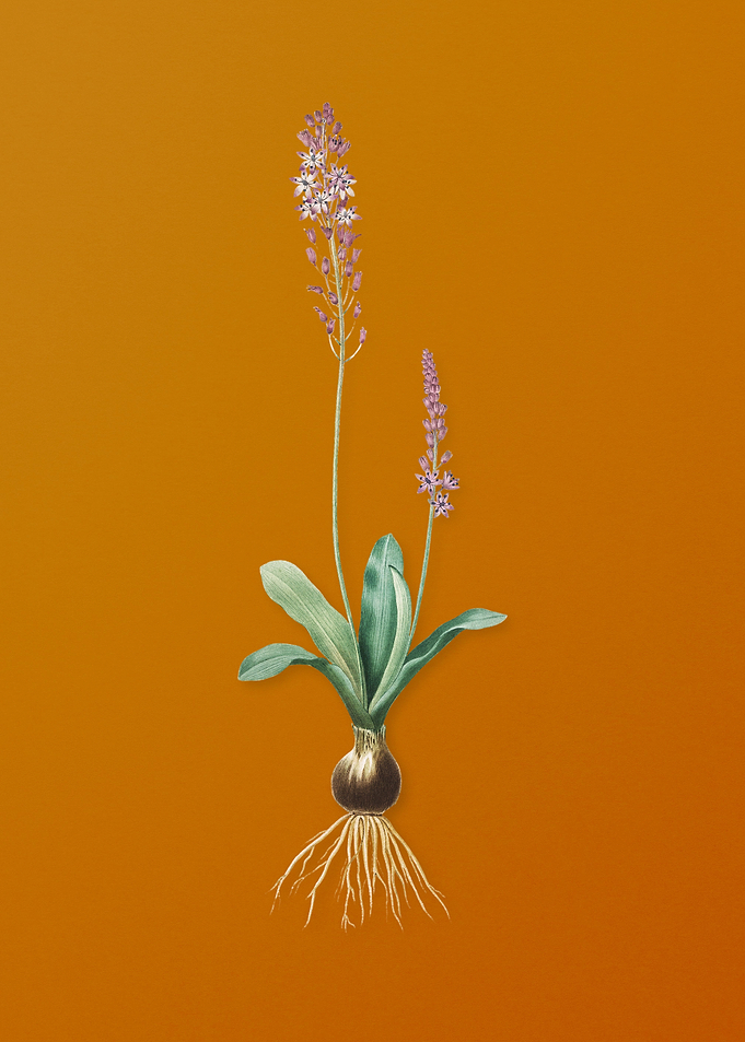 Vintage Scilla Obtusifolia
