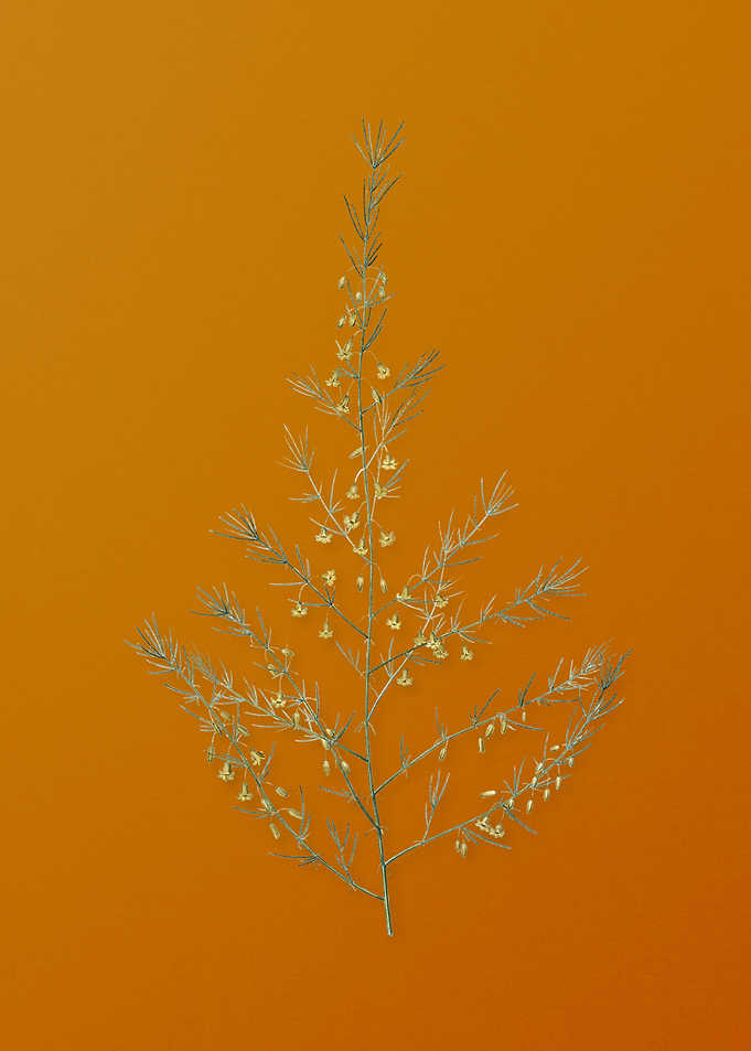 Vintage Sea Asparagus