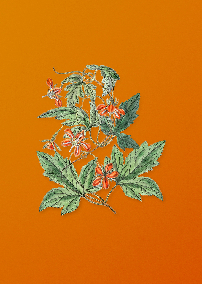 Vintage Red Loasa Flower