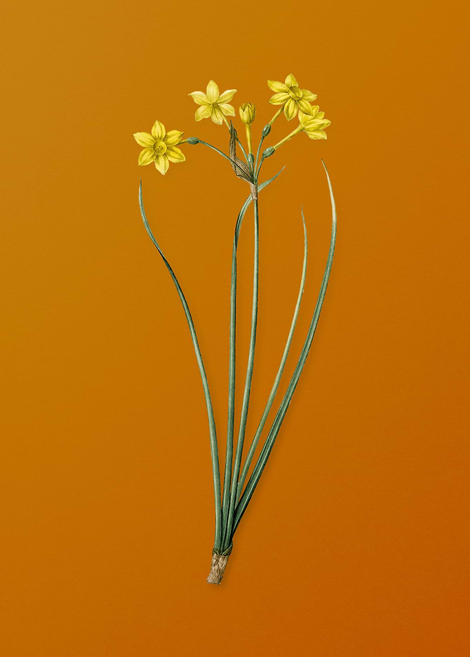 Vintage Rush Daffodil