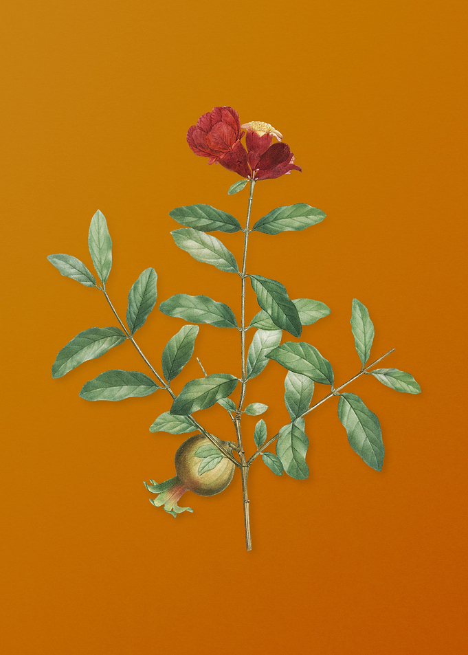 Vintage Pomegranate Branch