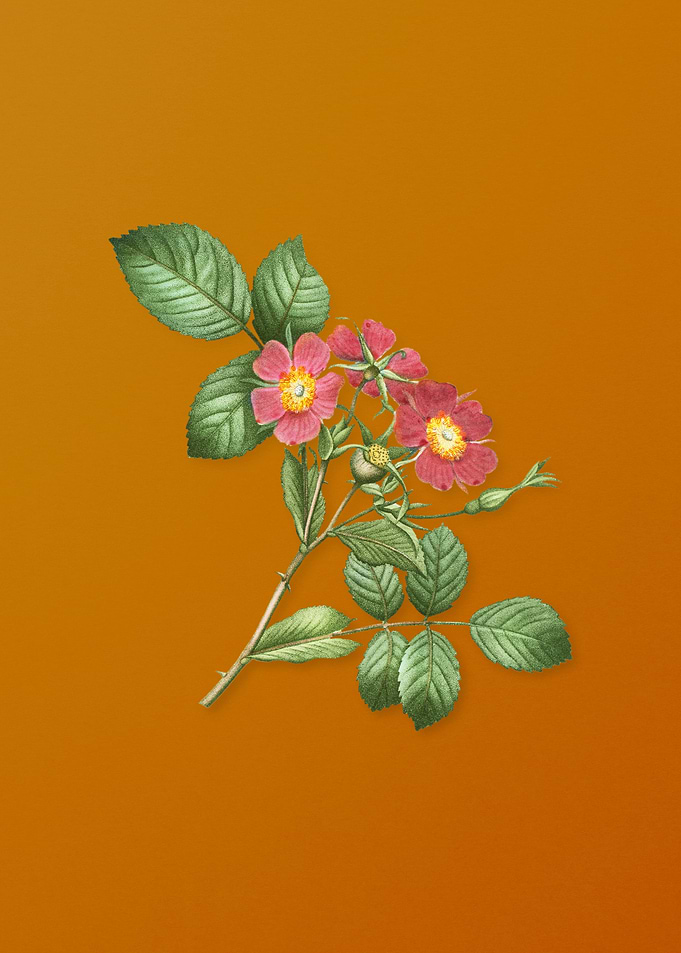 Vintage Redleaf Rose