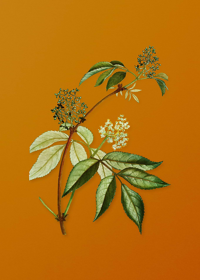 Vintage Red Elderberry