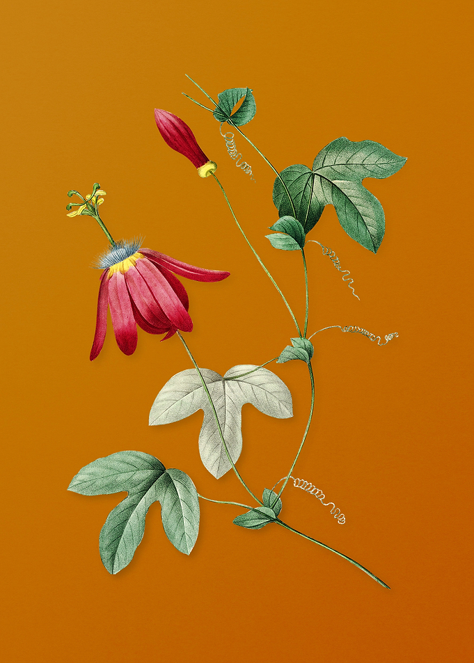 Vintage Red Passion Flower