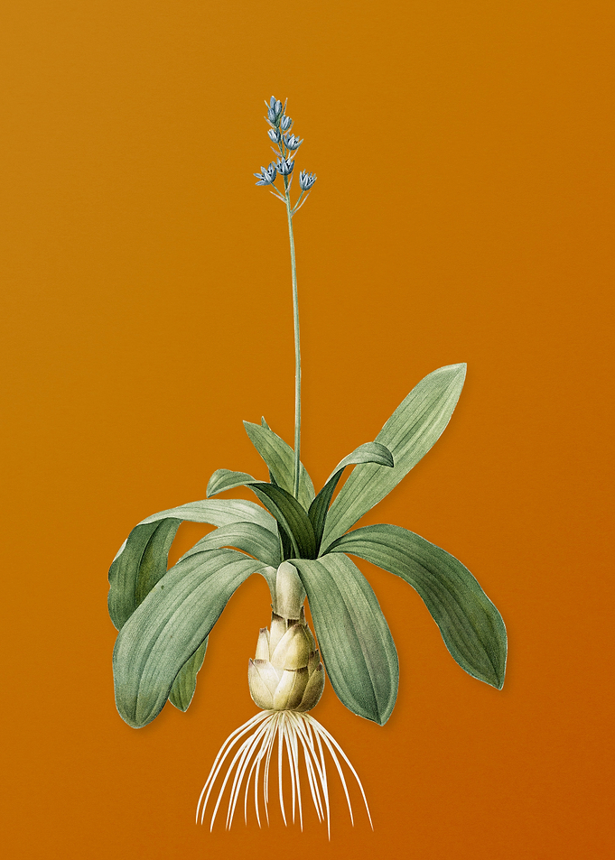 Scilla Lilio Hyacinthus