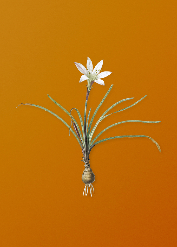 Vintage Rain Lily Flower