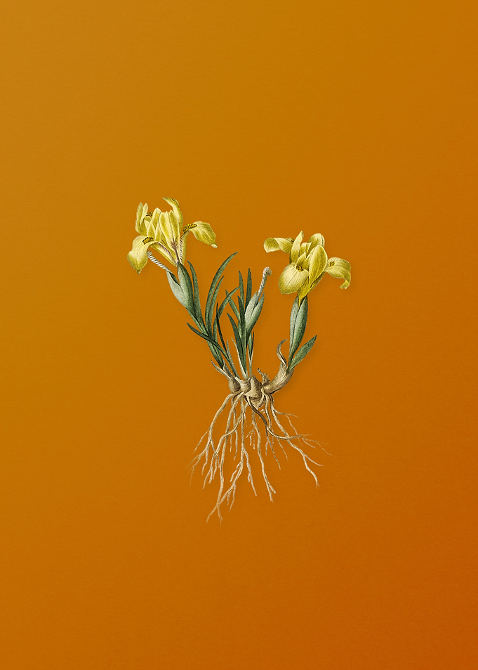 Vintage Sand Iris Flower