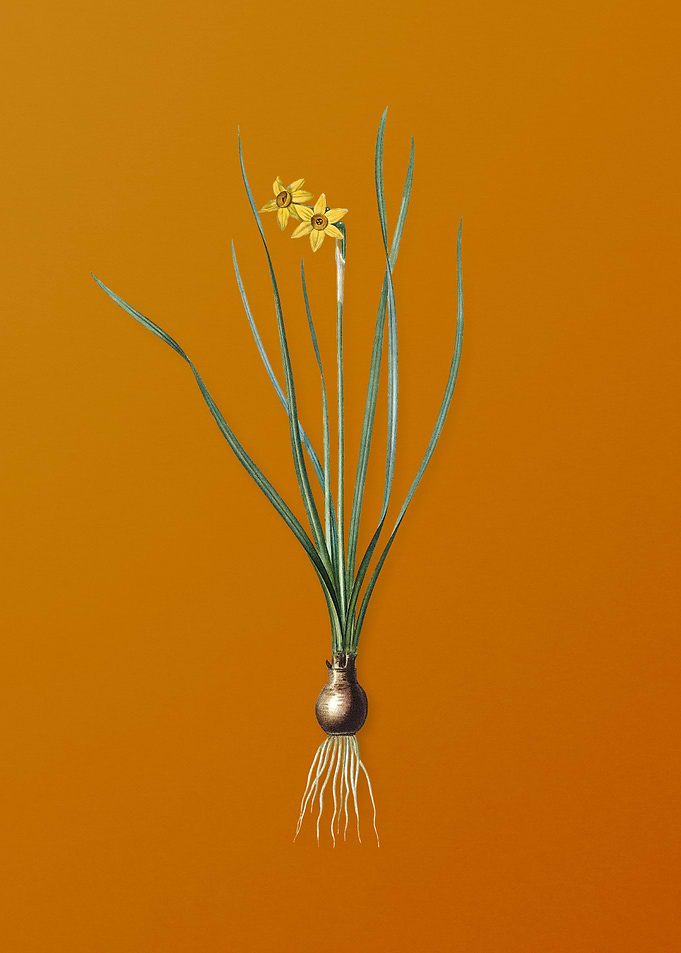 Vintage Rush Leaf Jonquil