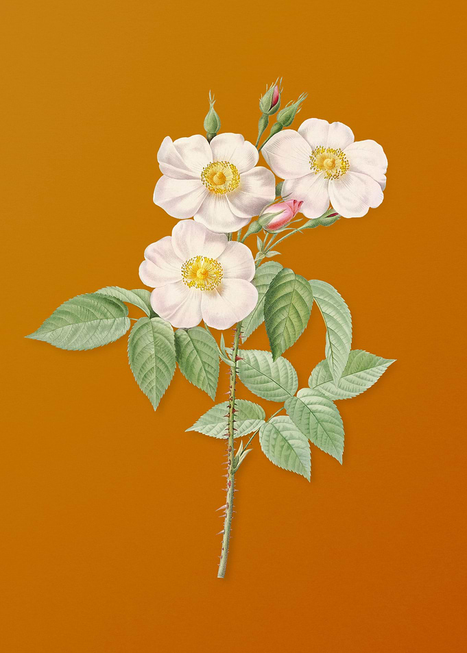 Vintage Rose of Castile