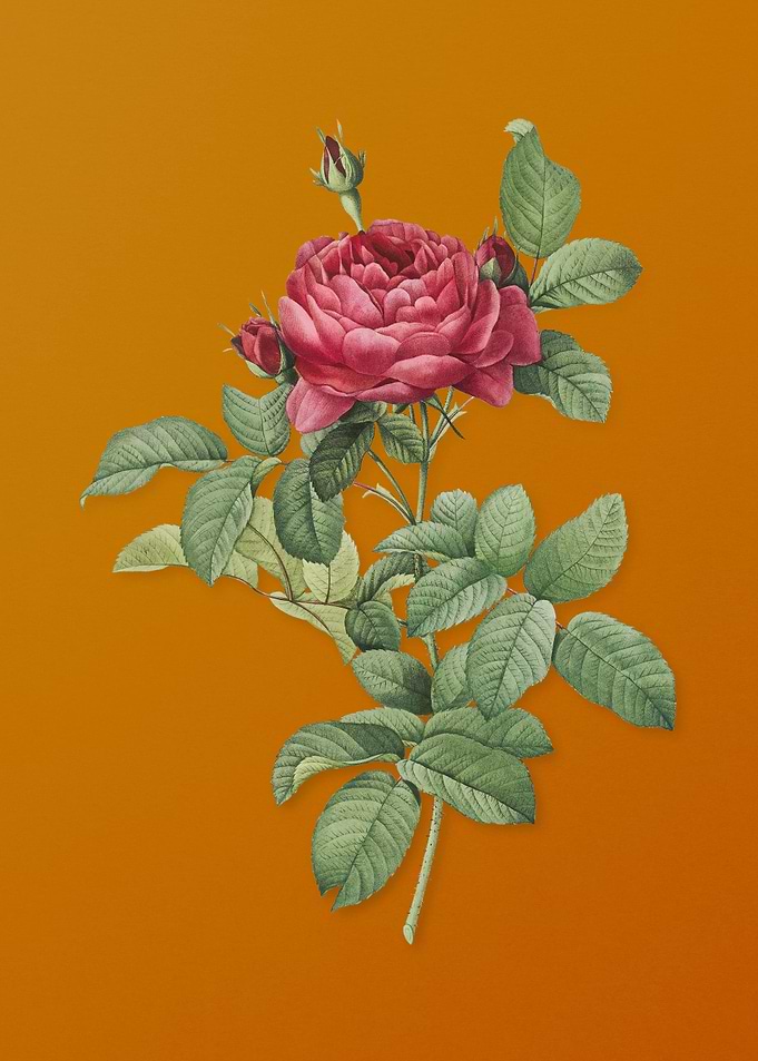 Vintage Red Gallic Rose