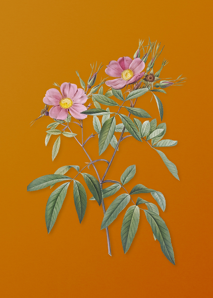 Vintage Pink Swamp Roses