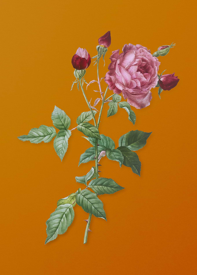 Vintage Provence Rose
