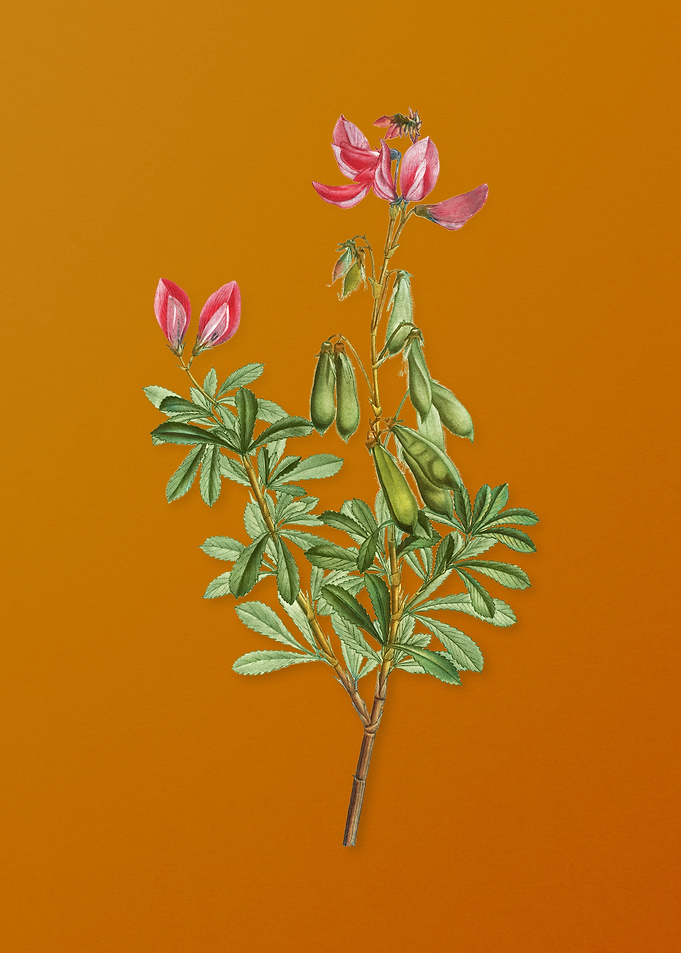 Vintage Restharrows Flower