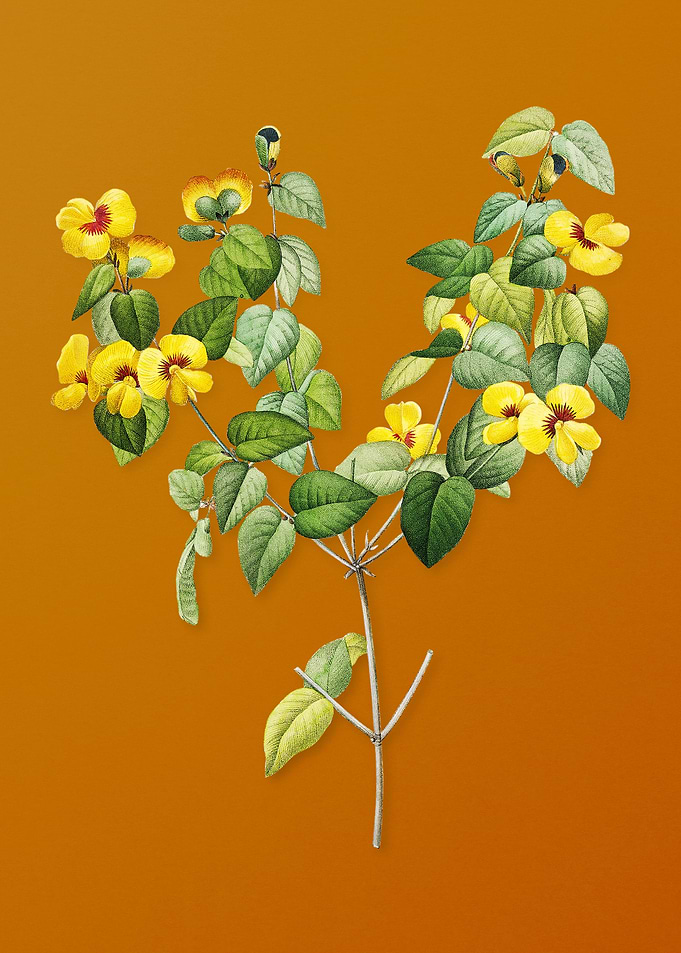 Vintage Platilobium Flower