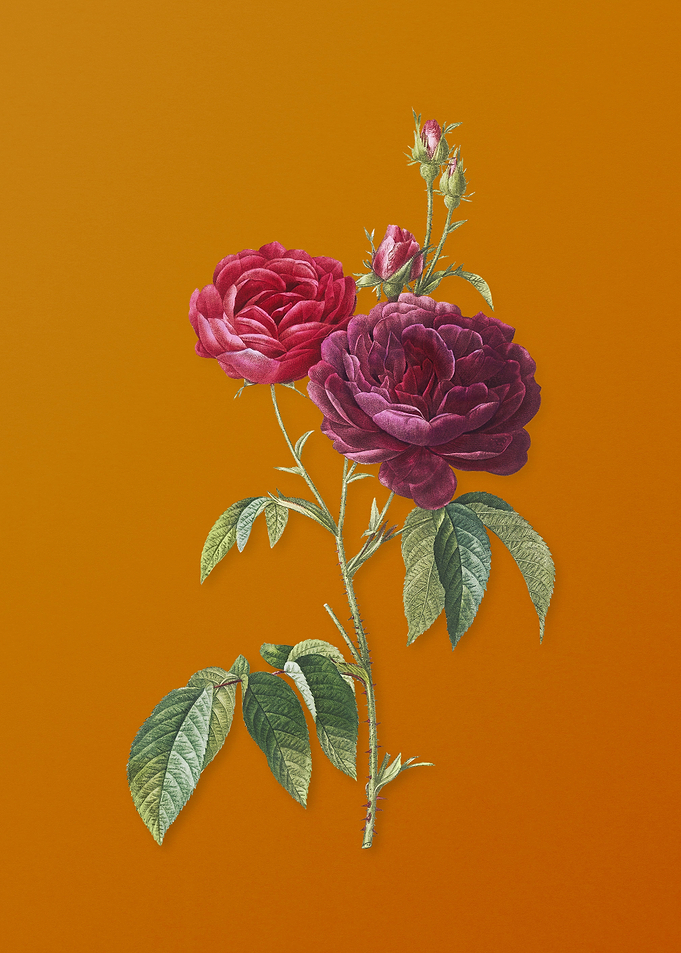 Vintage Purple Roses