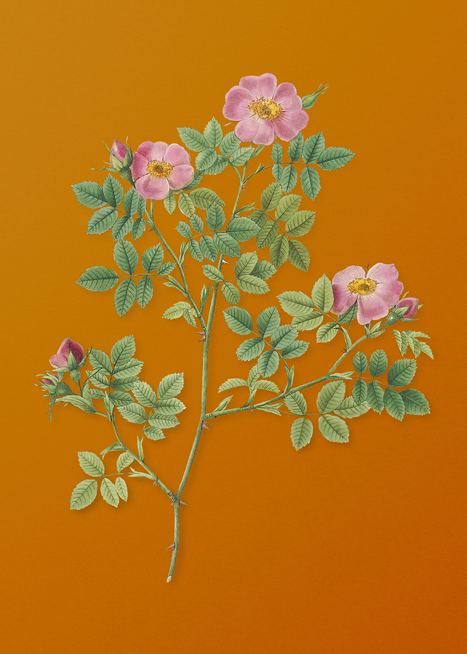 Vintage Rose Corymb Flower