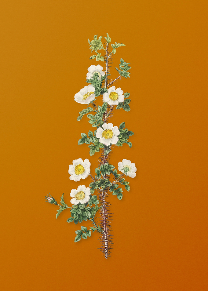 Vintage Scotch Rose Bloom