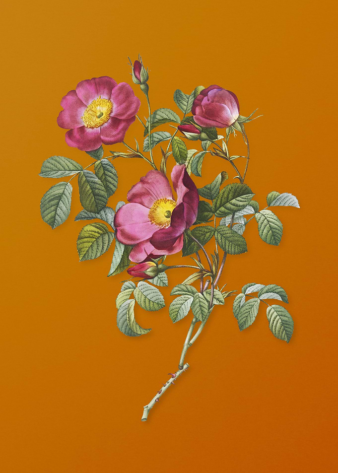 Vintage Rose of Love Bloom
