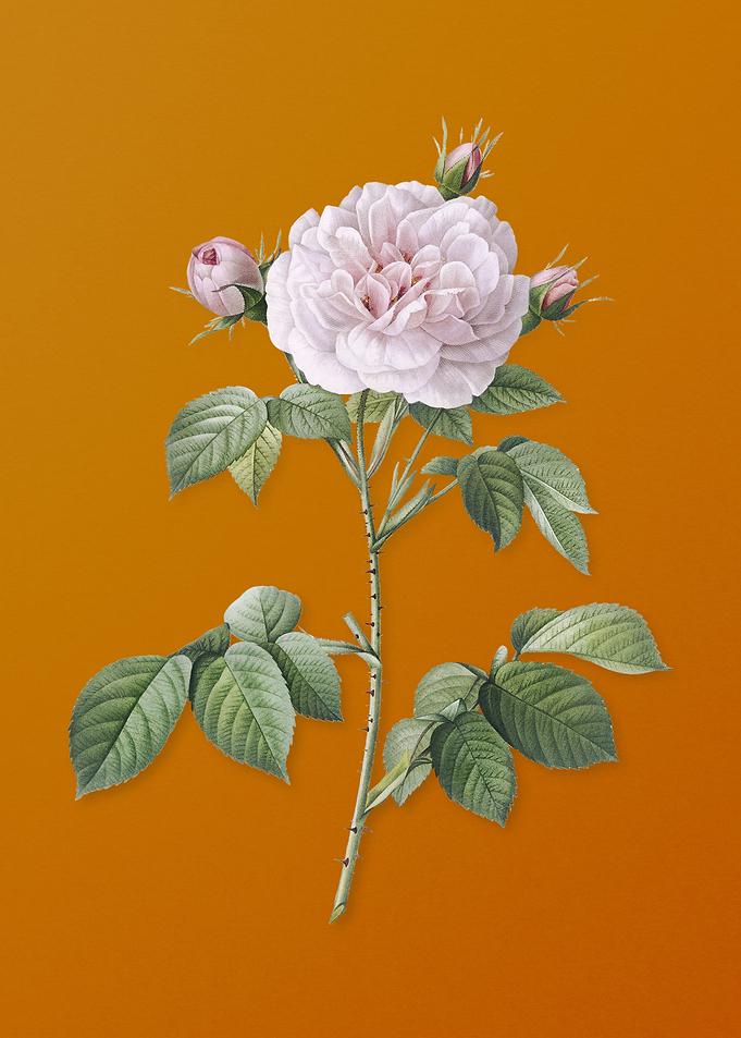 Vintage Rosa Alba Flower