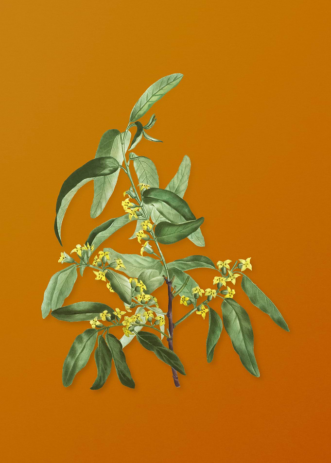 Vintage Russian Olive