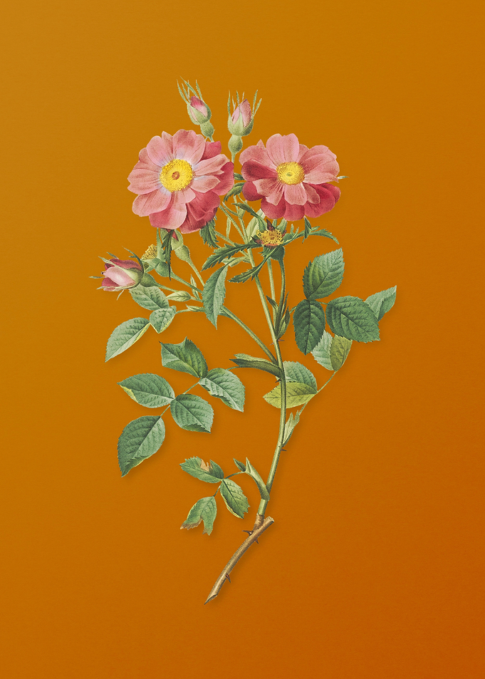 Elizabeths Sweetbriar Rose
