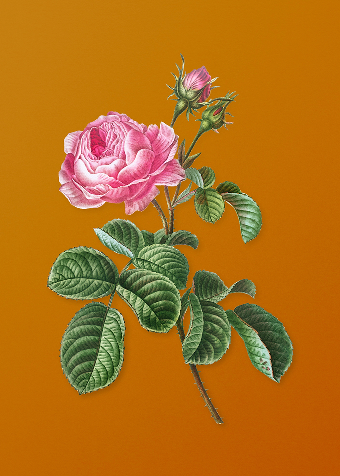 Vintage Provence Rose