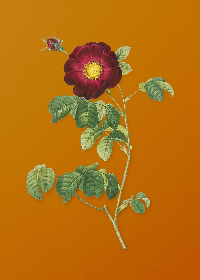 Vintage Rose Flower