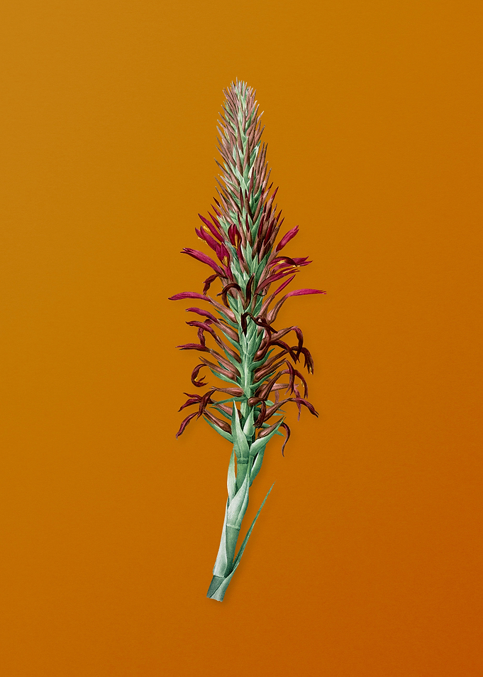 Pitcairnia Latifolia