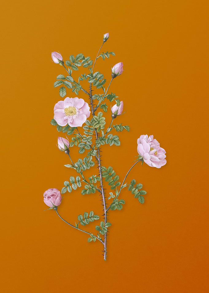 Pink Scotch Briar Rose