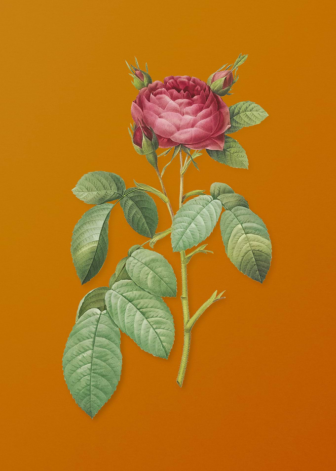 Vintage Red Gallic Rose