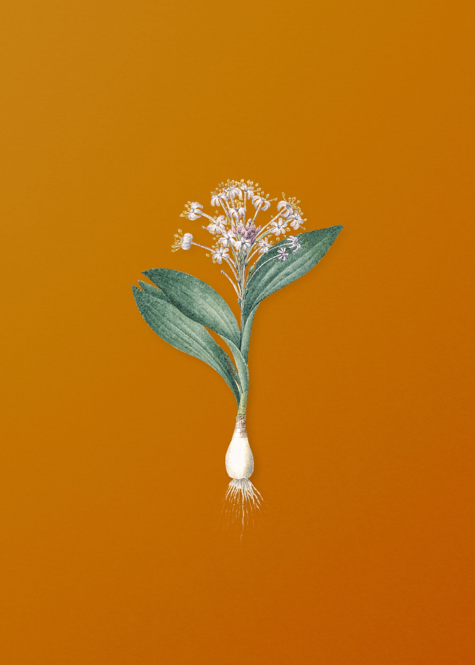 Vintage Pygmy Hyacinth