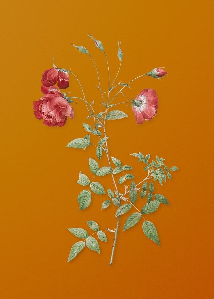 Vintage Red Rose Flower