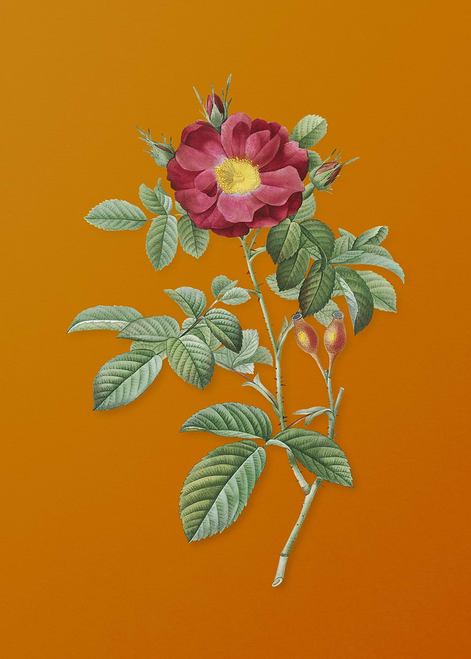 Vintage Red Portland Rose