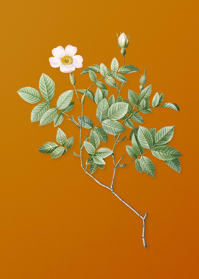 Vintage Rosebush Flower