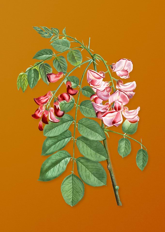 Robinier Rose Bloom Flower