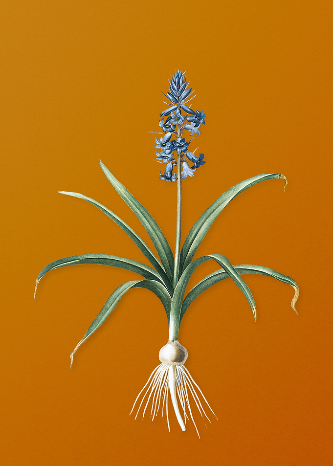 Vintage Scilla Patula