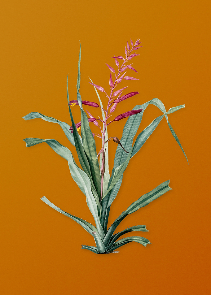 Pitcairnia Bromeliaefolia