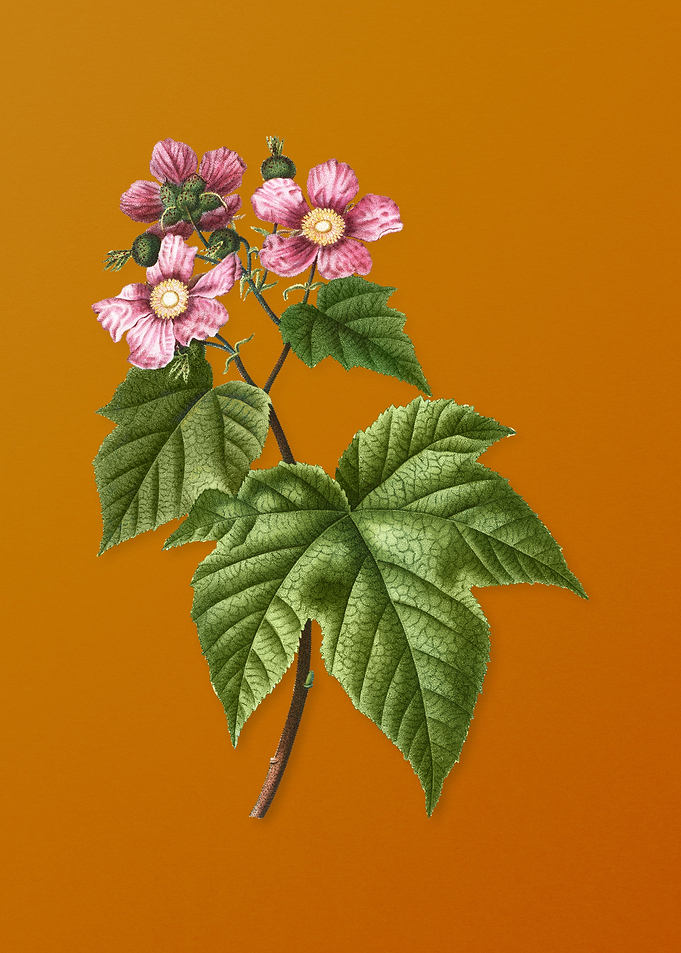 Purple Flowered Raspberry
