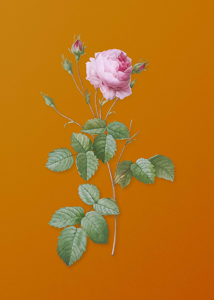 Vintage Provence Rose