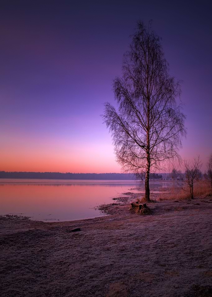 Winter morning, tree,lake