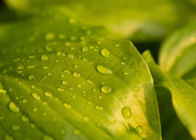 Droplets