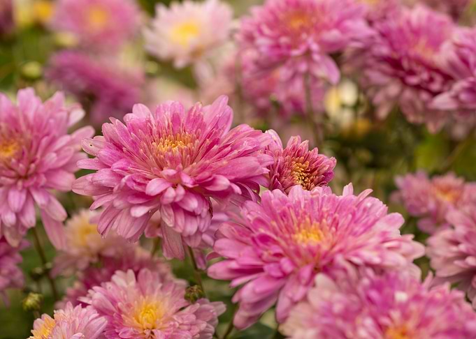 Pretty in Pink
