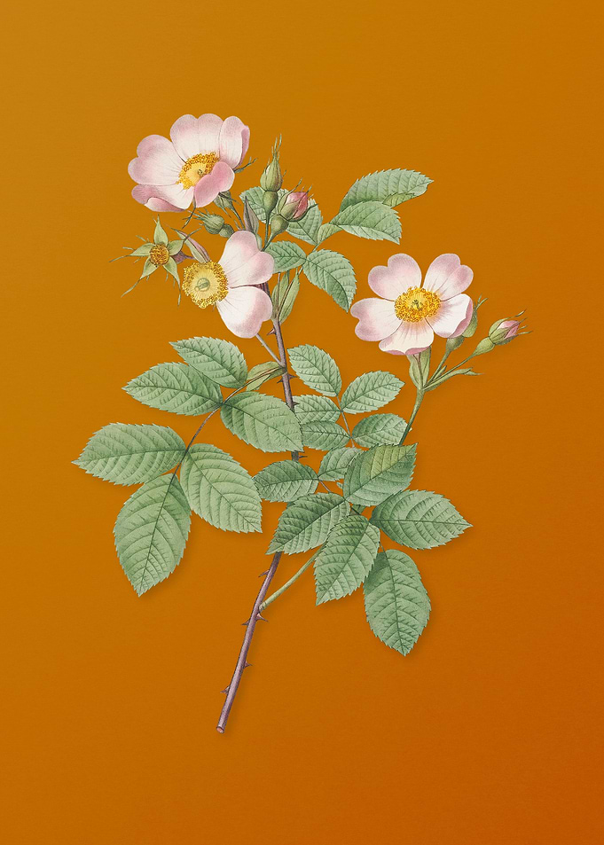 Short Styled Field Rose