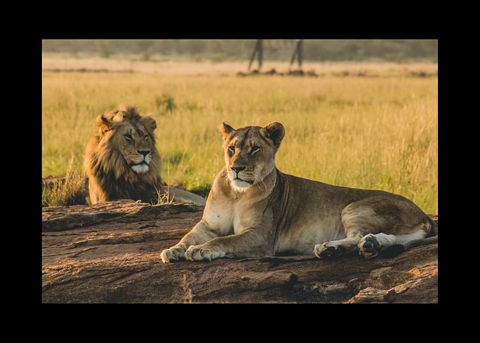 Lion