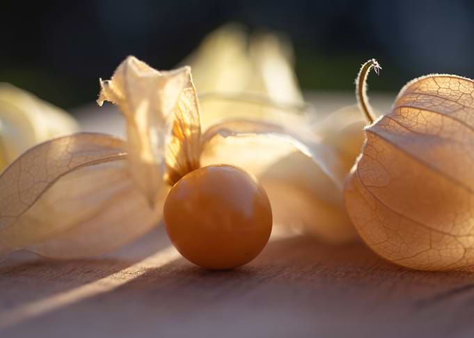 Physalis in sunligh