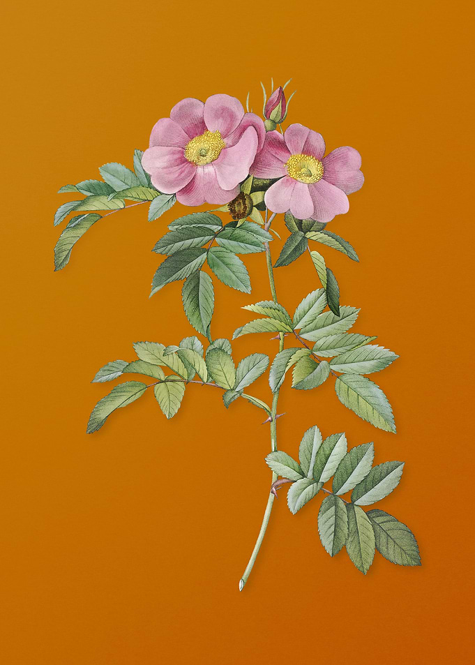 Shining Rosa Lucida Flower