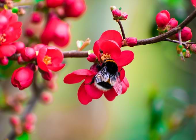 Red flower Bee