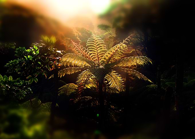 Life of a Leaf